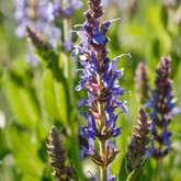 Blue Hill Salvia